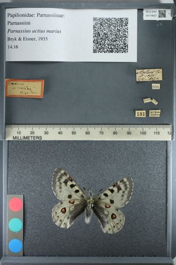 Media type: image;   Entomology 174627